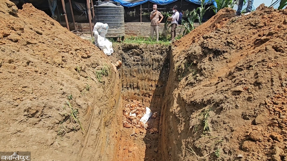 Farmer hit by bird flu: Farm emptied at a time when earning money
