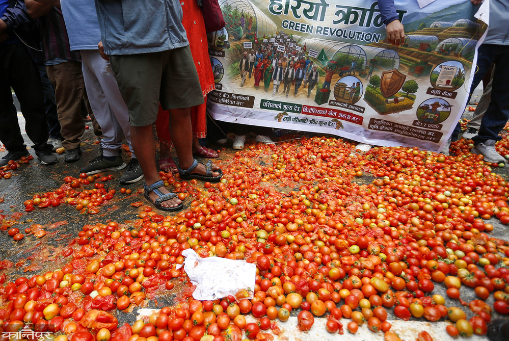 Middlemen's caprice on the price of tomatoes: Farmers pay Rs. 8 per kilo, consumers buy for Rs. 45