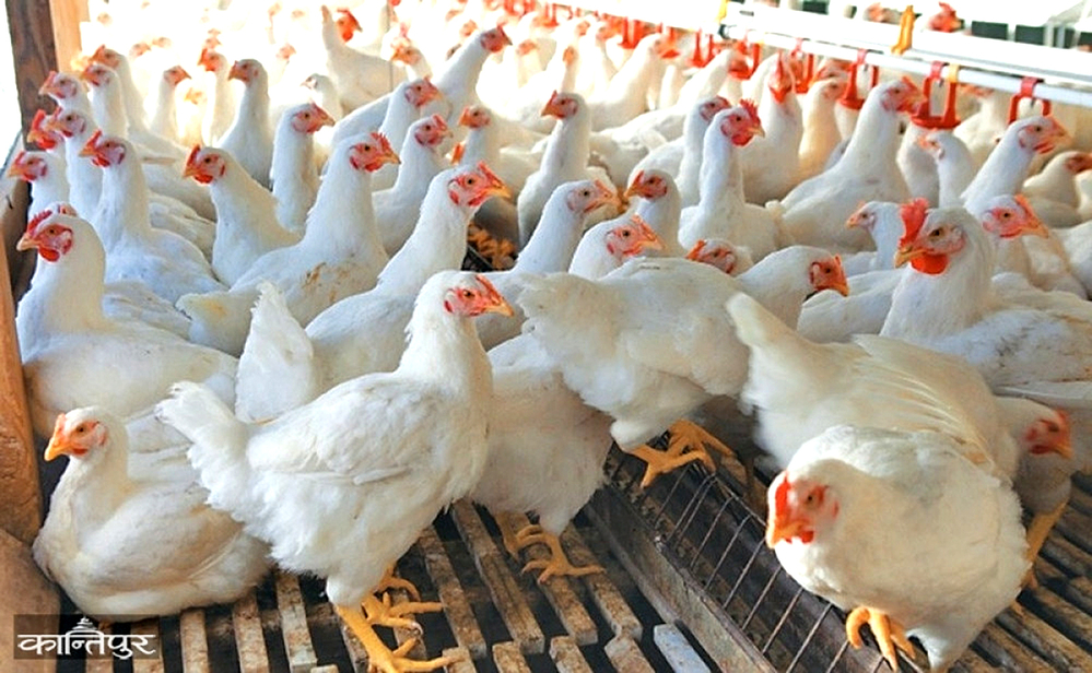 Bird flu outbreak in more than 50 places in the Valley, zoos closed