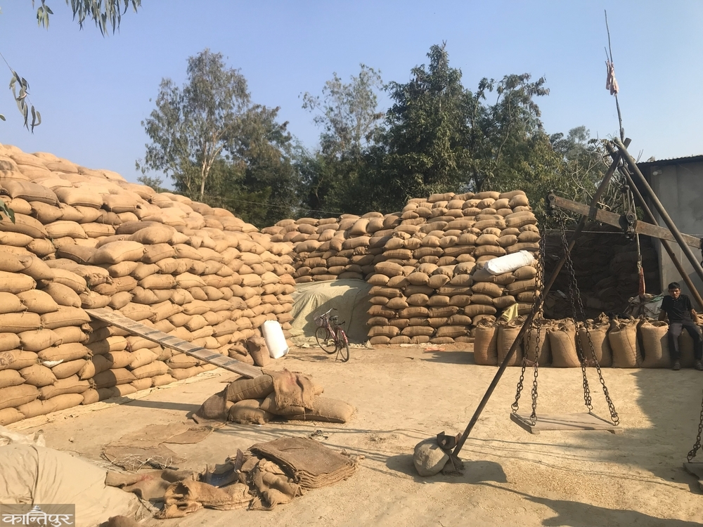 खाद्यको कोटा सकिएपछि सस्तोमा धान बेच्दै किसान