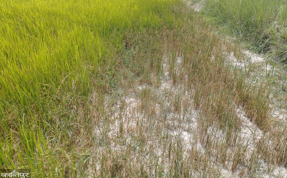 असारमै पानी नपरेपछि मधेश प्रदेश सुक्खाग्रस्त घोषणा, राहतका लागि संघ सरकारलाई आग्रह गर्ने