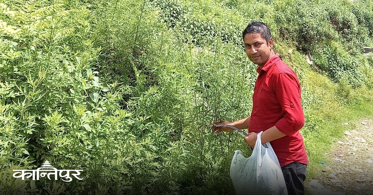 तितेपातीमा ढुसी मास्ने गुण भएको पुष्टि