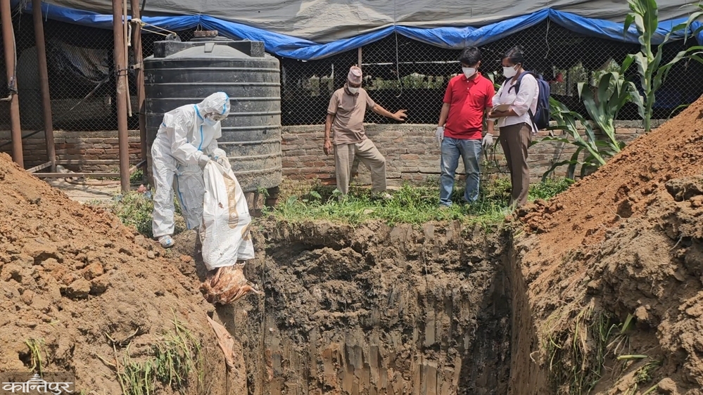 Farmer hit by bird flu: Farm emptied at a time when earning money