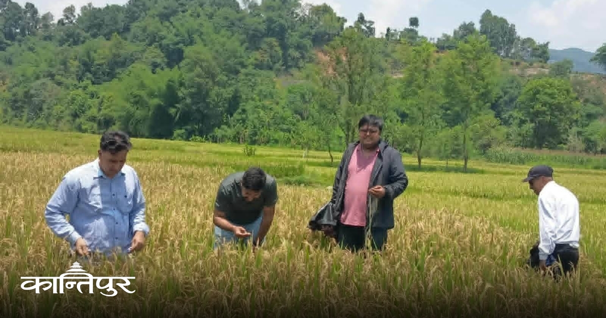 मरुवा र गवारोले भित्र्याउने बेलाको चैते धानमा क्षति
