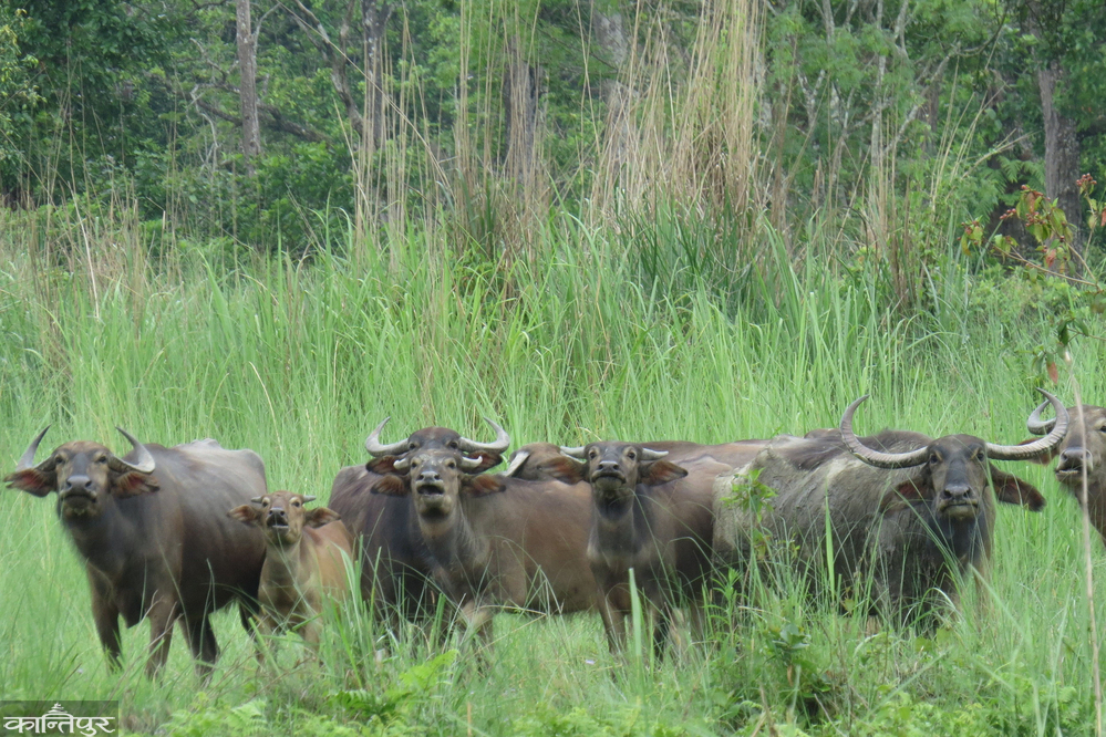 Rhinos neither grow nor survive: A new habitat is becoming a place of death