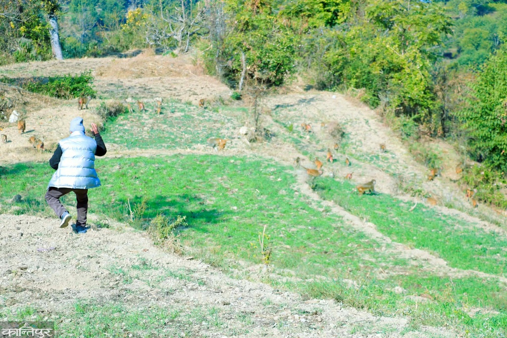 बाँदर आतंक : मान्छे सहरतिर, बाँदर गाउँतिर