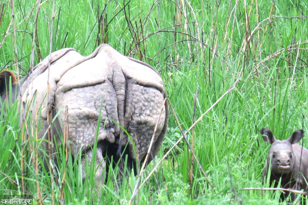 Rhinos neither grow nor survive: A new habitat is becoming a place of death