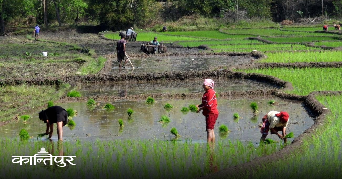 माडी राईटोलमा चैते धान रोपाइँ [तस्बिरहरू]