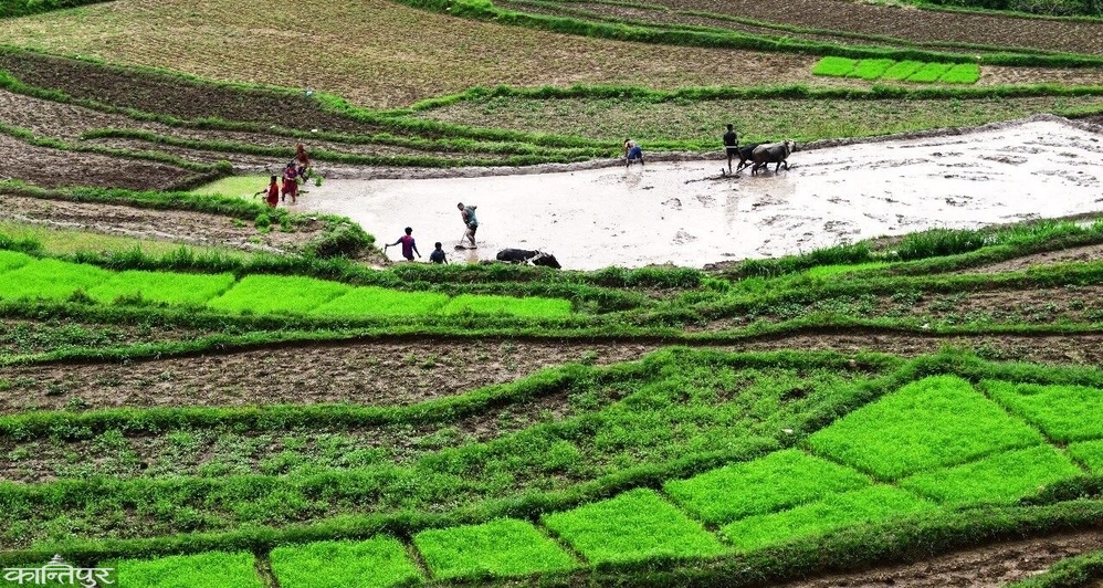 Billions spent on rice seed imports, domestic seeds overshadowed