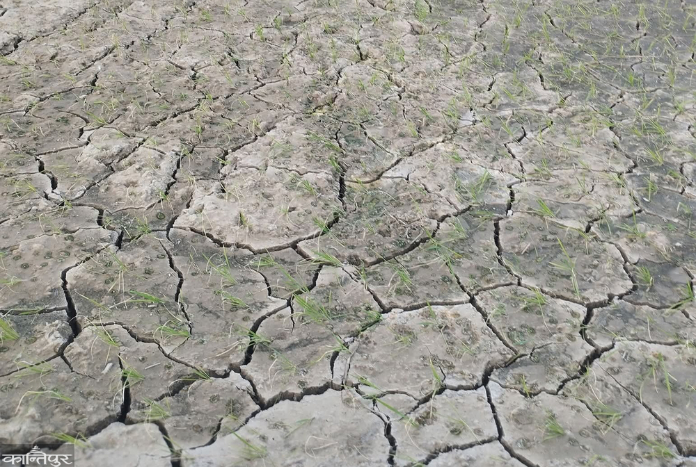 Farmers suffer from drought, stakeholders celebrate planting festival