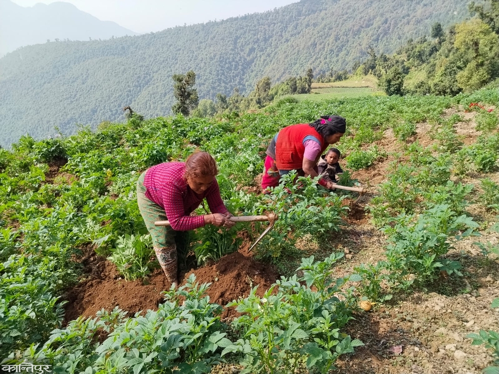 मुठाचौरमा आलु स्याहार्दै गोठ सार्ने चटारो