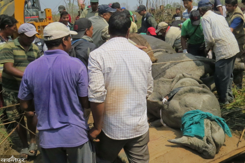Rhinos neither grow nor survive: A new habitat is becoming a place of death