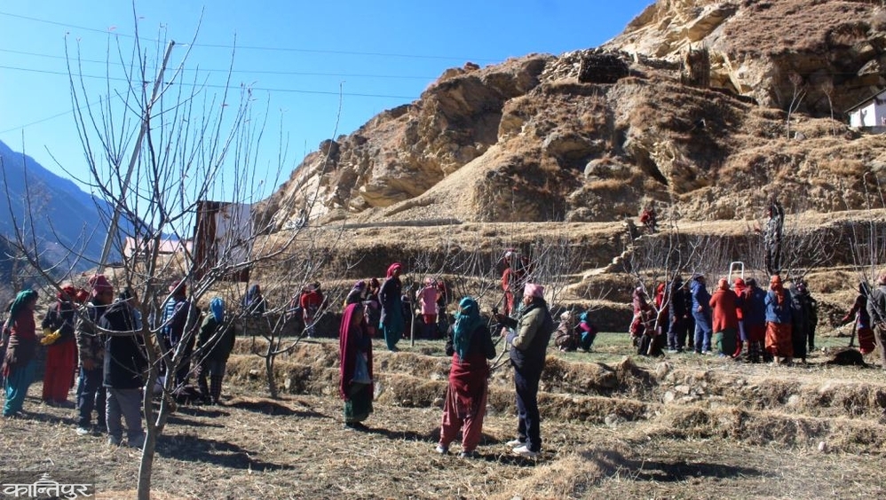 स्याउ बगैंचा व्यवस्थापनमा जुटे जुम्ली किसान