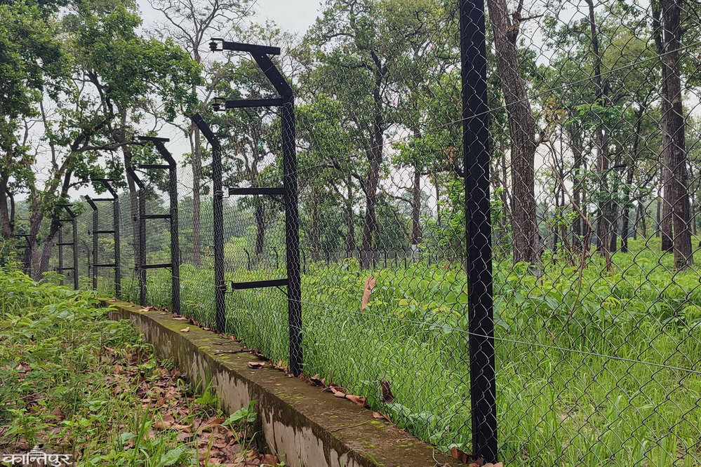 Rhinos neither grow nor survive: A new habitat is becoming a place of death
