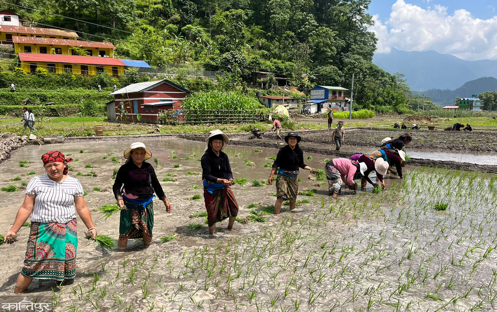 Paddy planting begins in Lekali fields of Lamjung