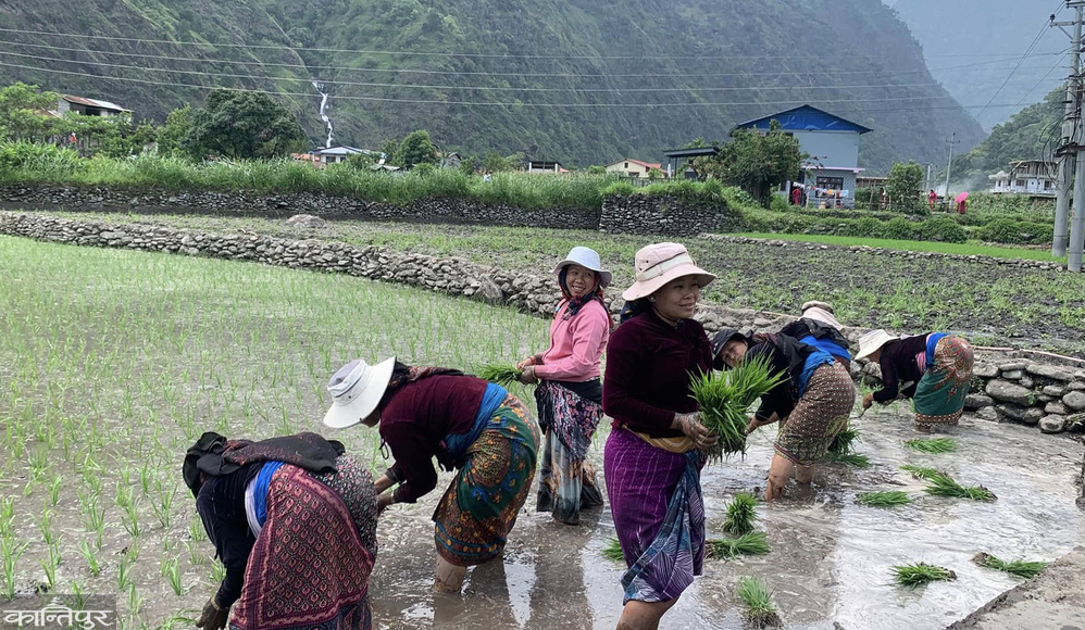 Paddy planting begins in Lekali fields of Lamjung
