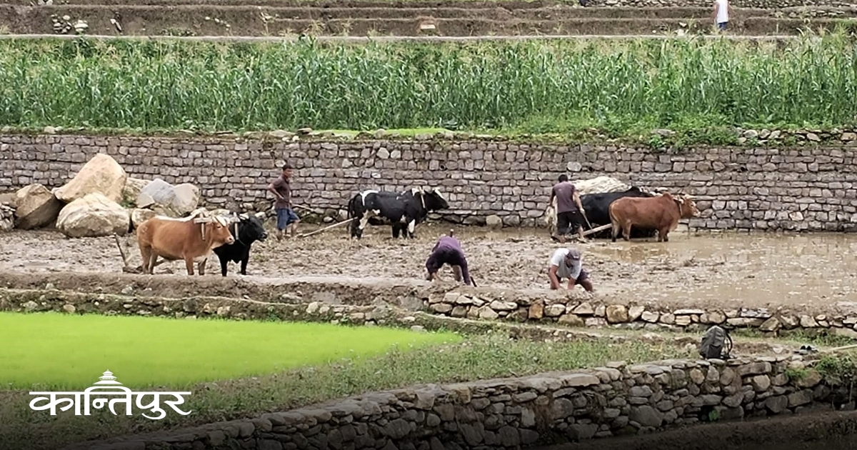 परम्परागत धान जोगाए पुरस्कार
