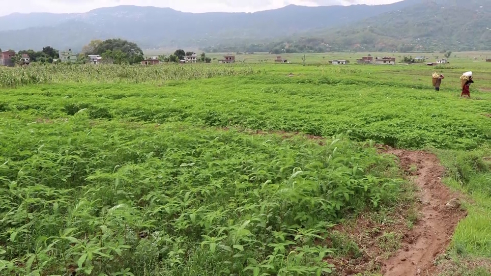 The government failed to provide fertilizer; farmers are arrested if they bring it themselves