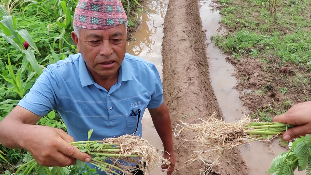 The government failed to provide fertilizer; farmers are arrested if they bring it themselves