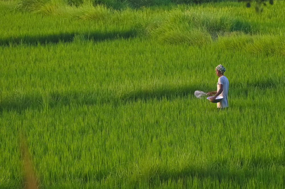 The government failed to provide fertilizer; farmers are arrested if they bring it themselves