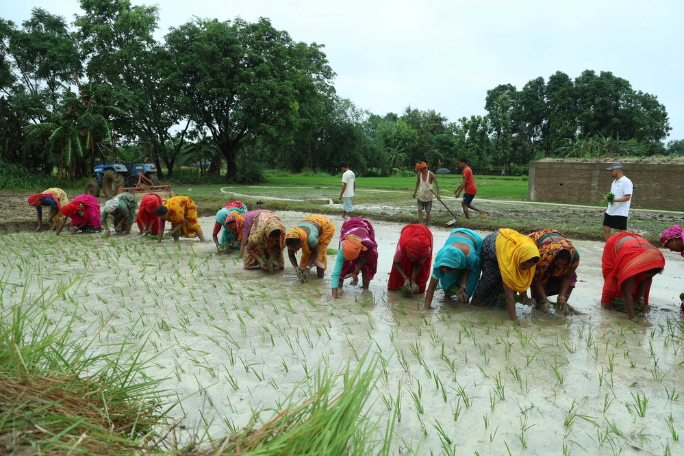 The government failed to provide fertilizer; farmers are arrested if they bring it themselves