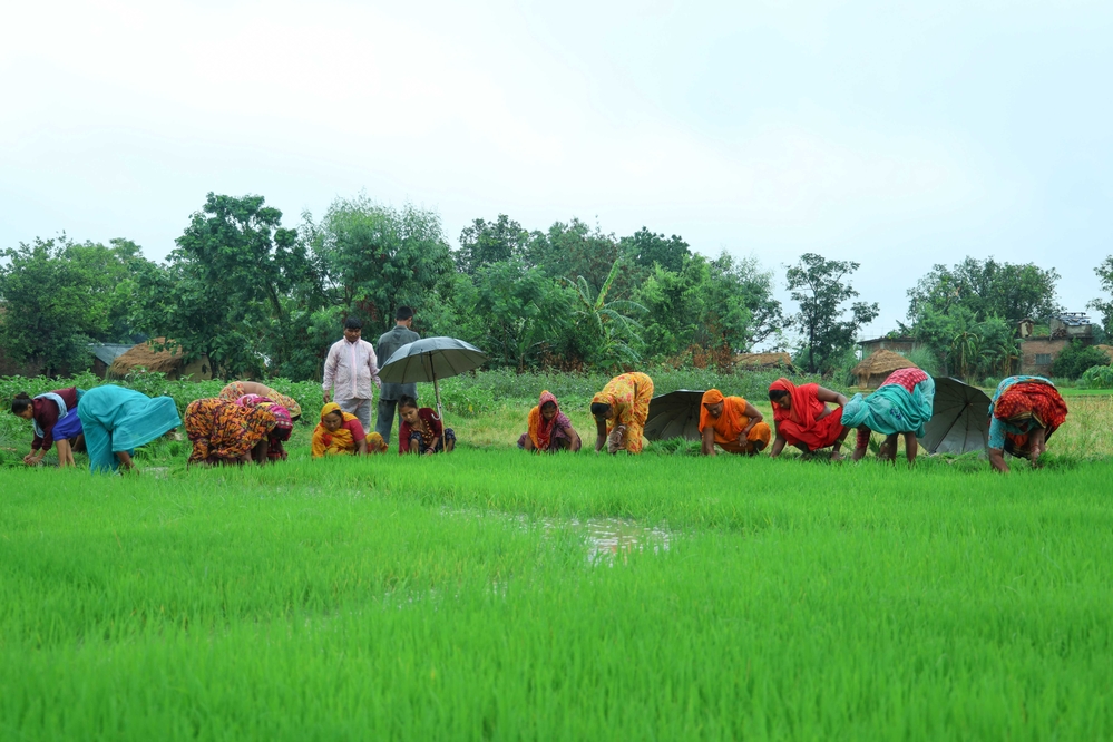 The government failed to provide fertilizer; farmers are arrested if they bring it themselves